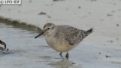 Bécasseau maubèche