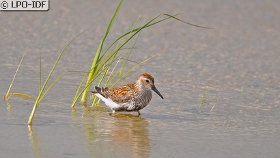 Bécasseau variable