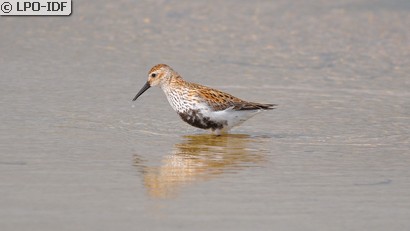 Bécasseau variable