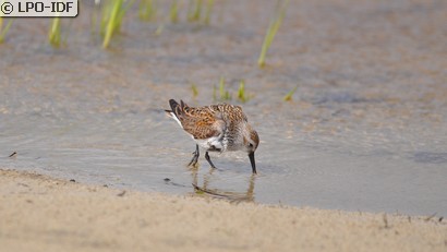 Bécasseau variable