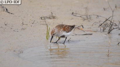 Bécasseau variable