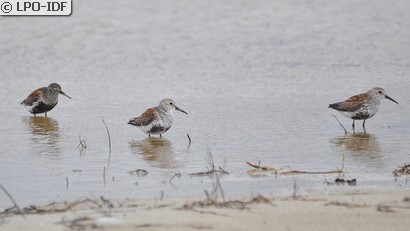 Bécasseau variable