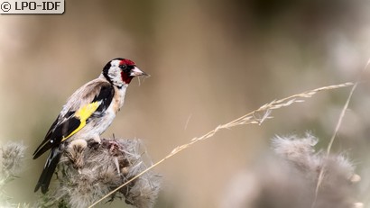 Chardonneret élégant