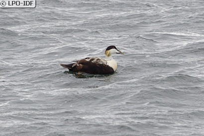 Eider à duvet