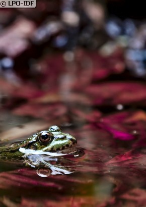 Grenouille commune
