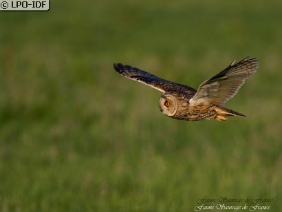 Hibou moyen-duc