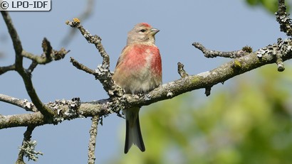 Linotte mélodieuse