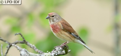 Linotte mélodieuse