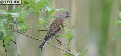 Linotte mélodieuse