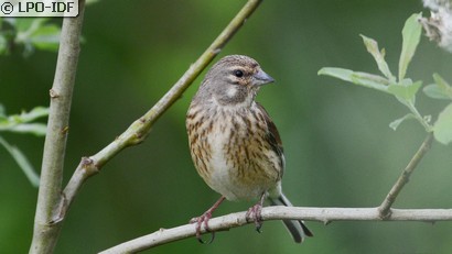 Linotte mélodieuse