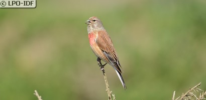 Linotte mélodieuse