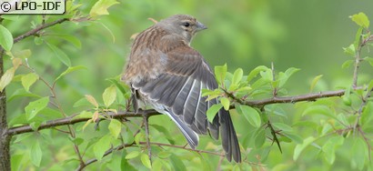 Linotte mélodieuse