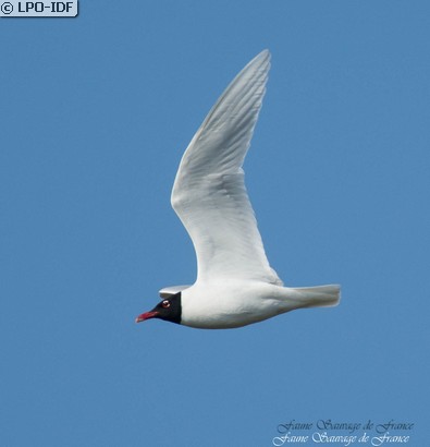 Mouette mélanocéphale