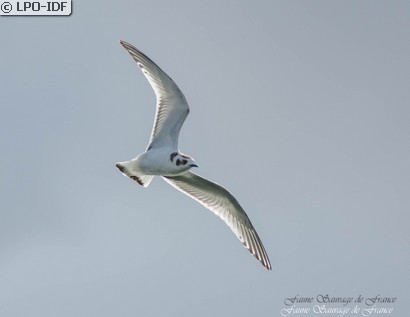 Mouette pygmée