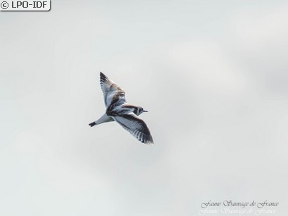 Mouette pygmée