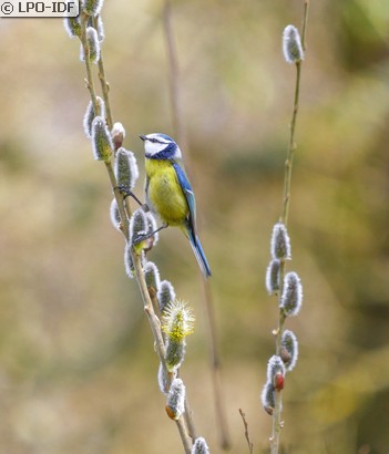 Mésange bleue