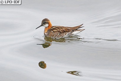 Phalarope à bec étroit