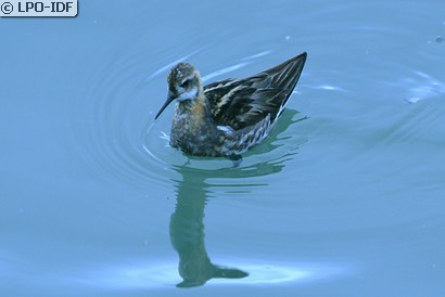 Phalarope à bec étroit