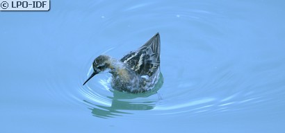 Phalarope à bec étroit