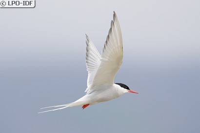 Sterne arctique