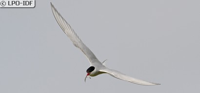Sterne arctique