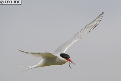 Sterne arctique