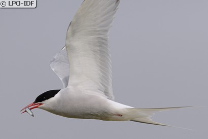 Sterne arctique