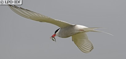 Sterne arctique
