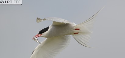 Sterne arctique