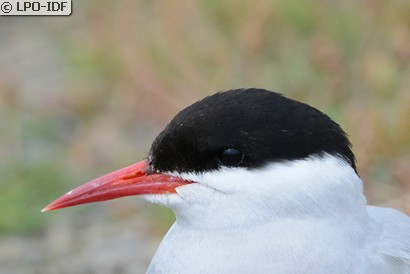 Sterne arctique