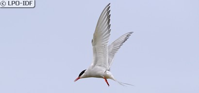 Sterne arctique
