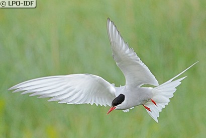 Sterne arctique