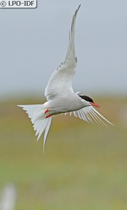 Sterne arctique