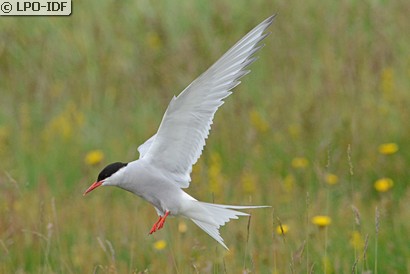 Sterne arctique