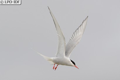 Sterne arctique