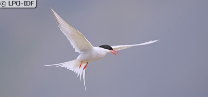Sterne arctique