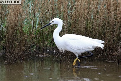 Aigrette garzette