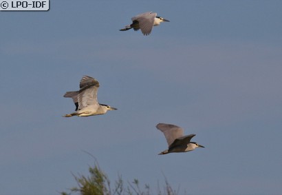Bihoreau gris