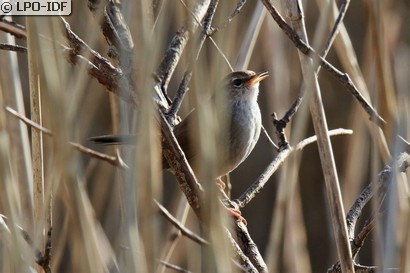 Bouscarle de Cetti