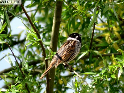 Bruant des roseaux