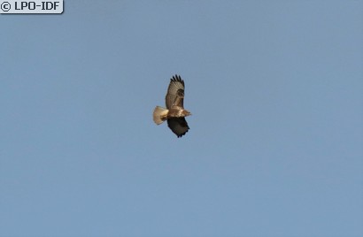 Buse variable
