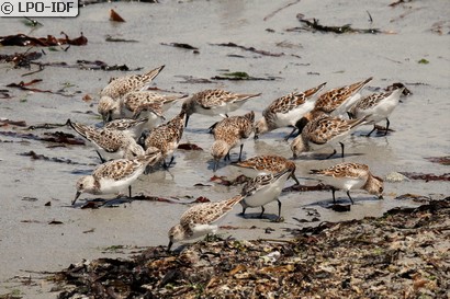 Bécasseau sanderling