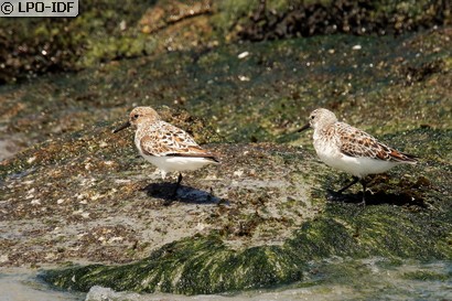 Bécasseau sanderling