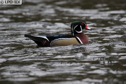 Canard carolin