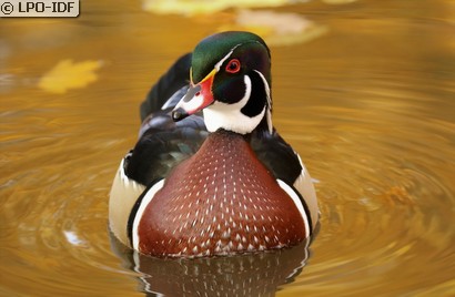 Canard carolin