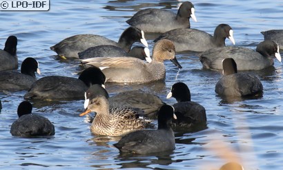 Canard chipeau