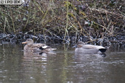 Canard chipeau