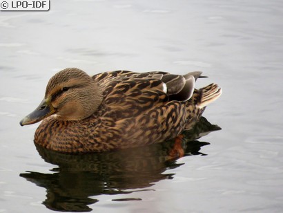 Canard colvert