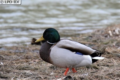 Canard colvert