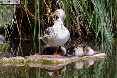 Canard colvert
